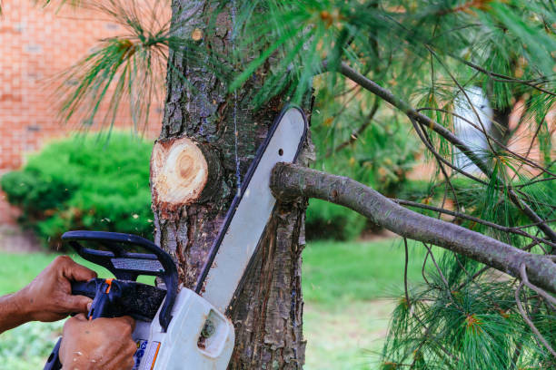 Large Tree Removal in Humansville, MO